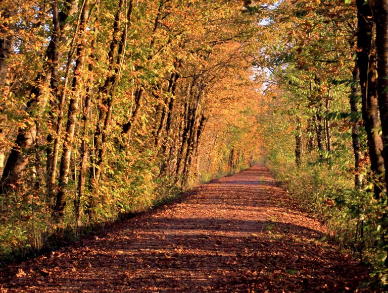 autumn forest road