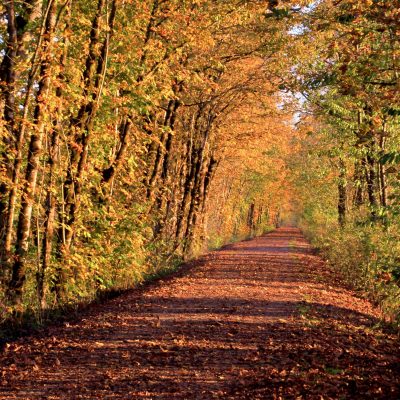 autumn forest road