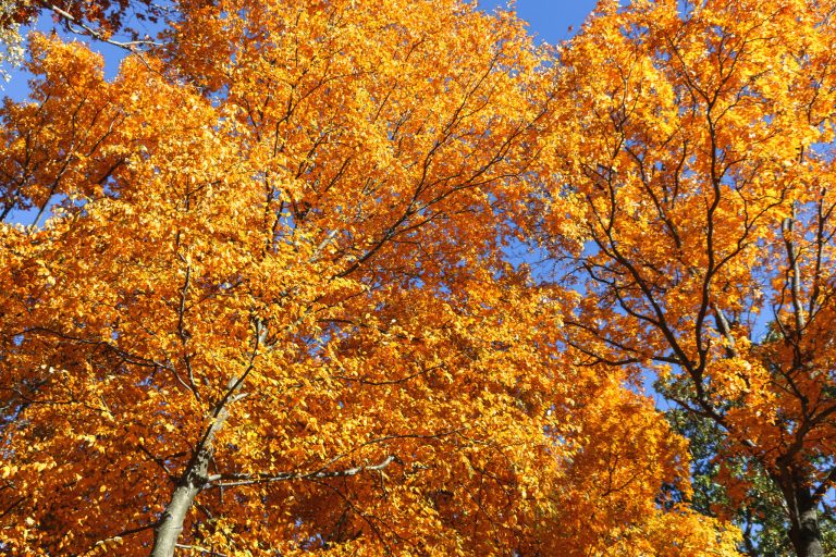 trees with yellow leaves