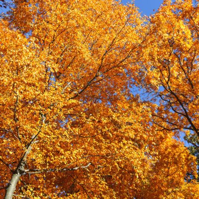 trees with yellow leaves