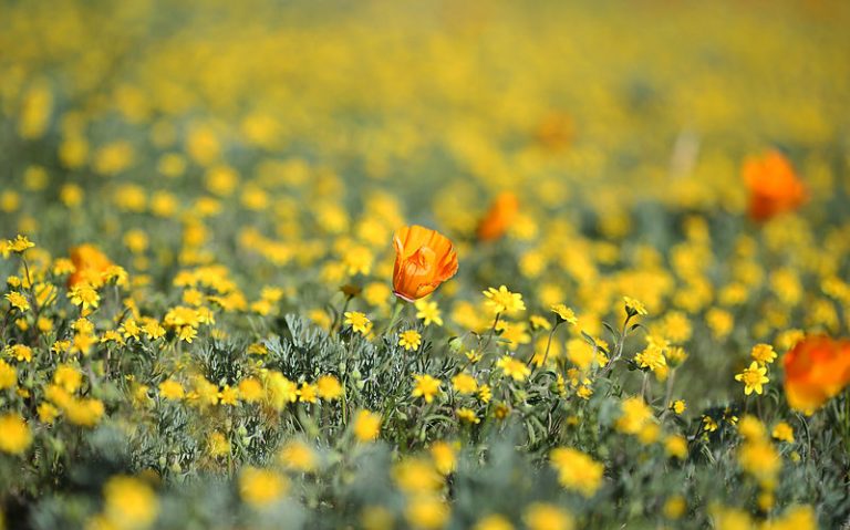 field of flowers