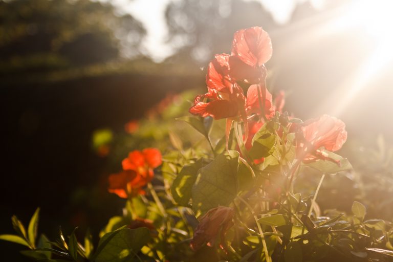 red flowers on sunset