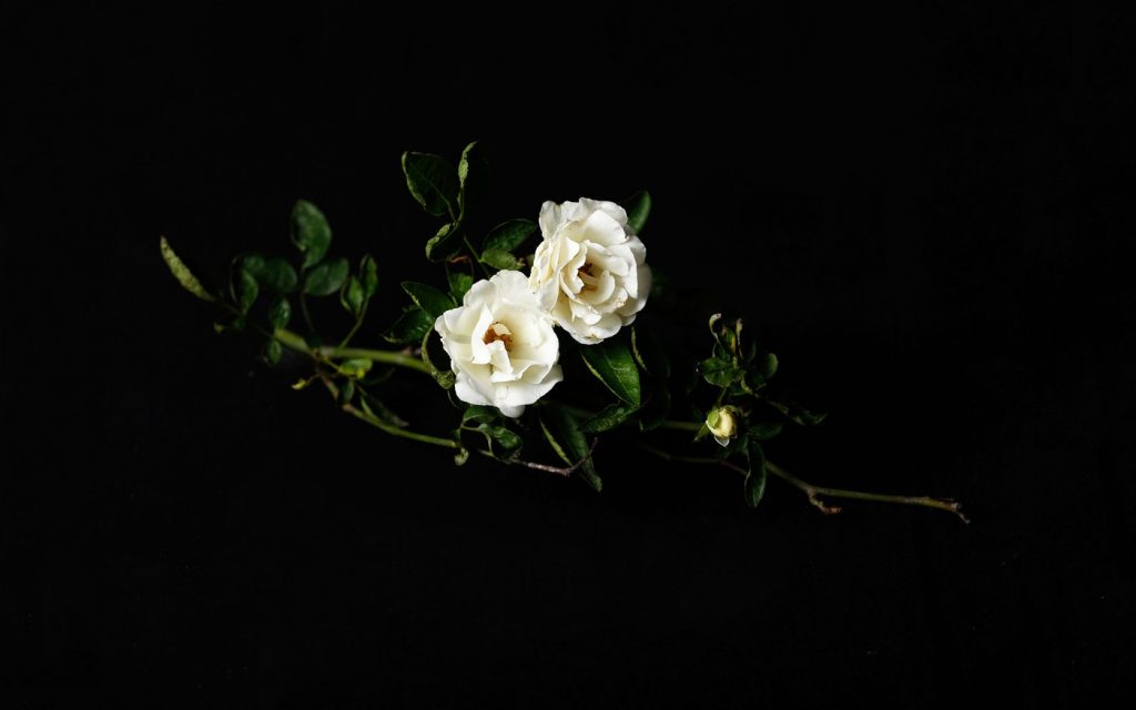 two white flowers back background