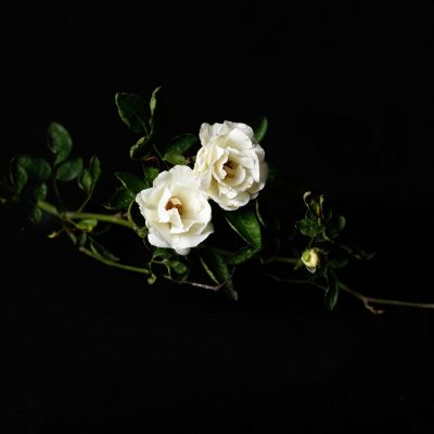 two white flowers back background