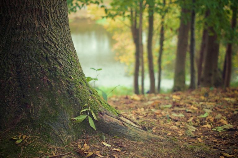 tree trunk and roots forest